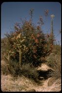 Imagem de Calliandra eriophylla Benth.