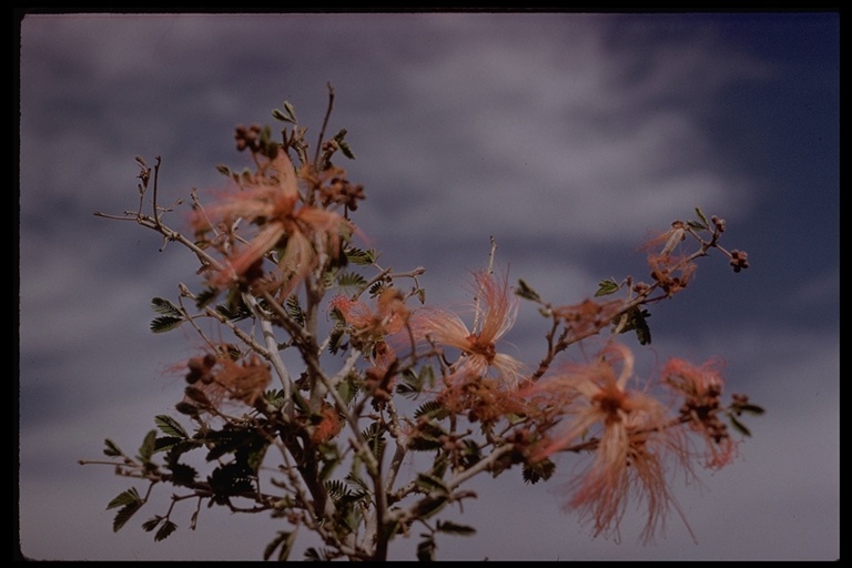 Imagem de Calliandra eriophylla Benth.