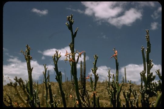 Image of candelilla