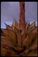 Image of coastal agave