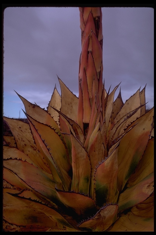 Image of coastal agave