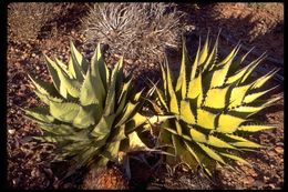 Image de Agave shawii Engelm.