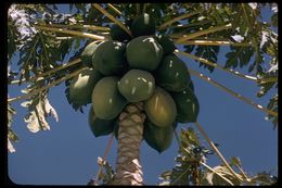 Image of papaya