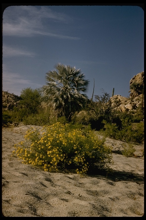 Image of fan palm