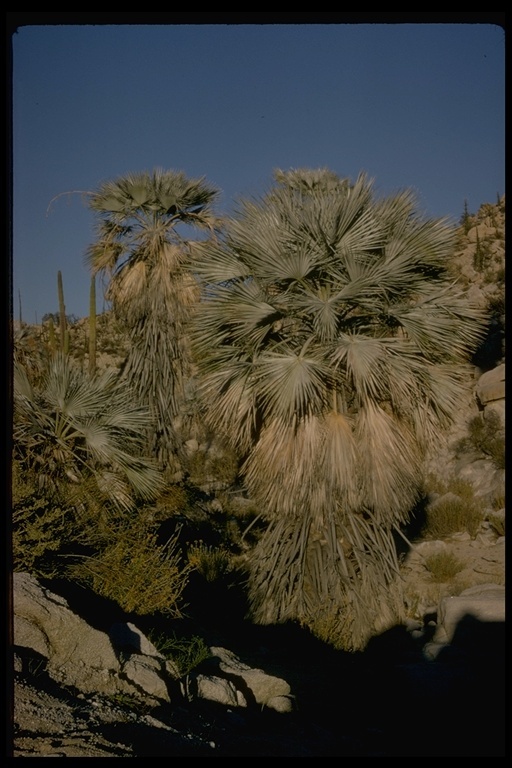 Image of fan palm