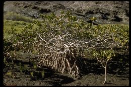 Image of red mangrove