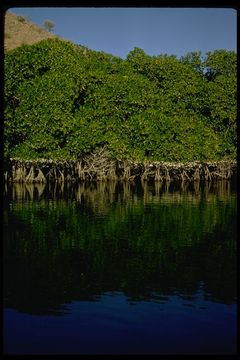 Image of red mangrove