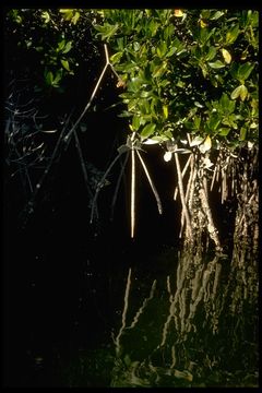 Image of red mangrove