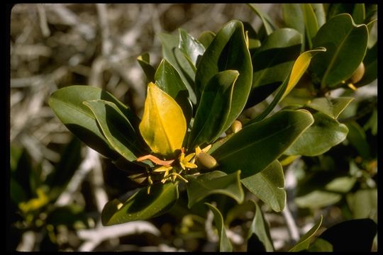 Image of red mangrove