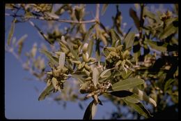 Image of Black Mangrove