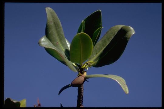 Image of red mangrove