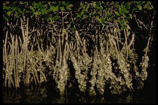 Image of red mangrove