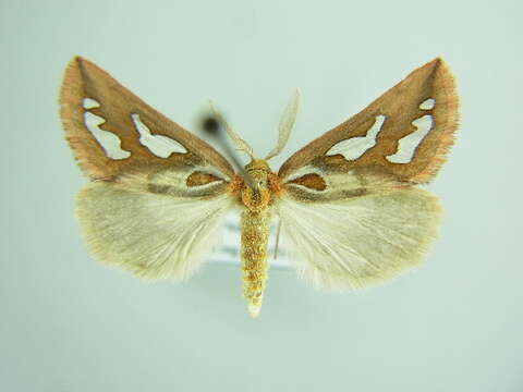 Image of gold moths