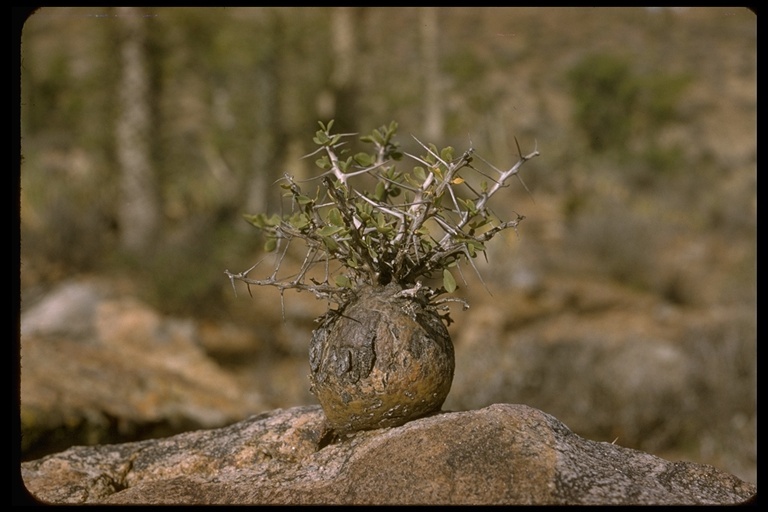 Image of boojum tree