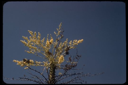 Image of boojum tree