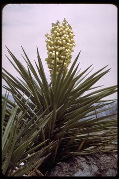 Yucca baccata Torr. resmi