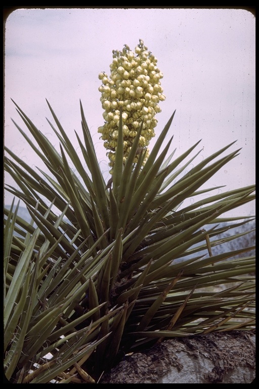 Image of banana yucca