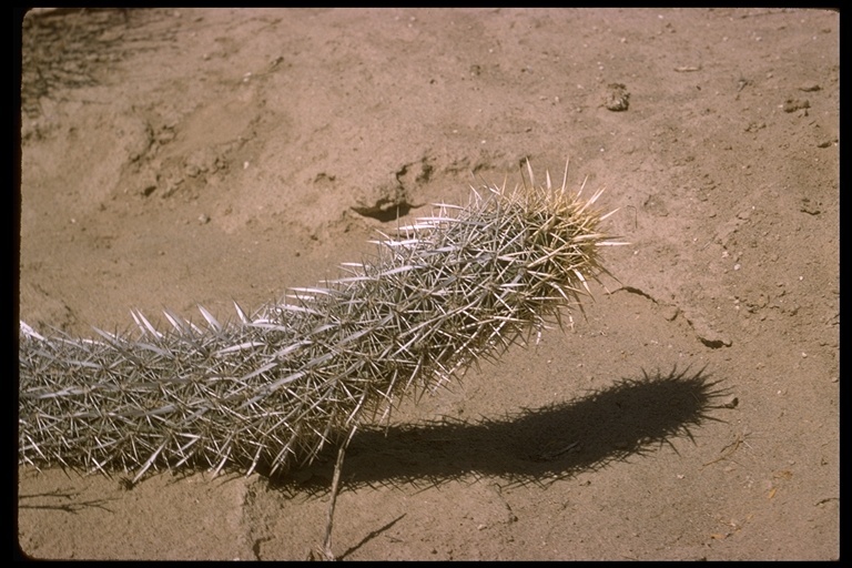 Image of Stenocereus eruca (Brandegee) A. C. Gibson & K. E. Horak