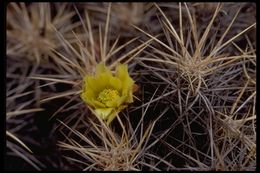 Image of Echinocereus maritimus (M. E. Jones) K. Schum.