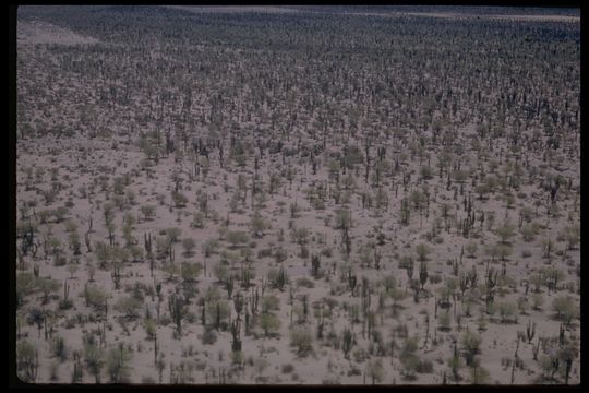 Image of Pachycereus pringlei (S. Watson) Britton & Rose