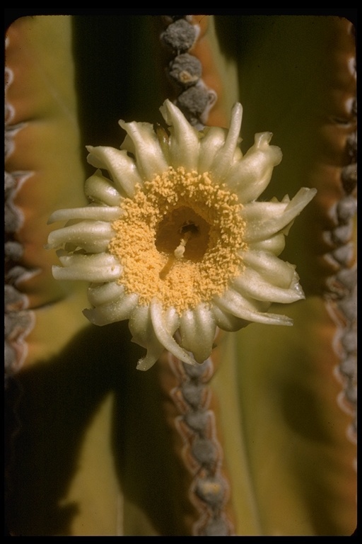 Image of Pachycereus pringlei (S. Watson) Britton & Rose