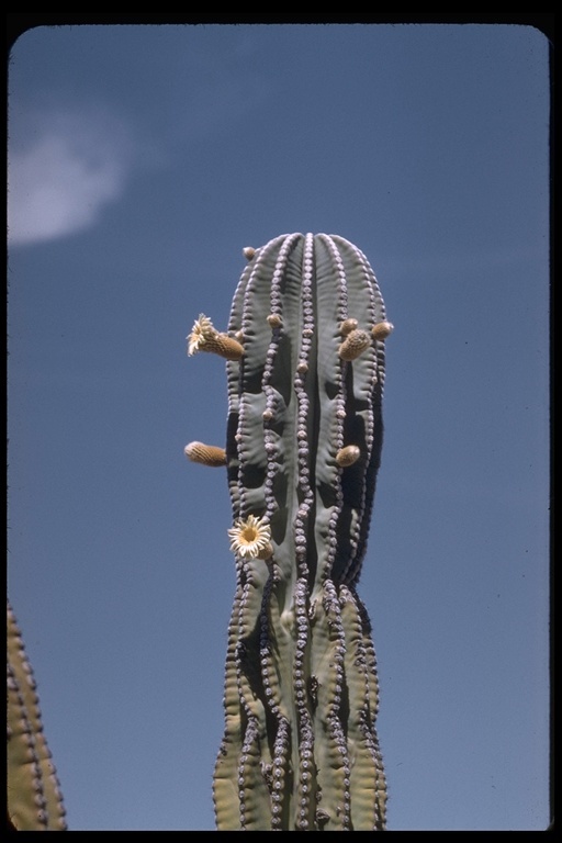 Image of Pachycereus pringlei (S. Watson) Britton & Rose