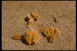 Image of Pachycereus pringlei (S. Watson) Britton & Rose