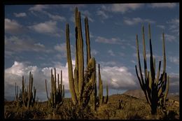 Image of Pachycereus pringlei (S. Watson) Britton & Rose