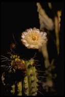 Image of Organ Pipe Cactus