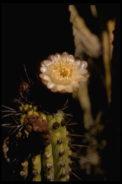 Image of Organ Pipe Cactus