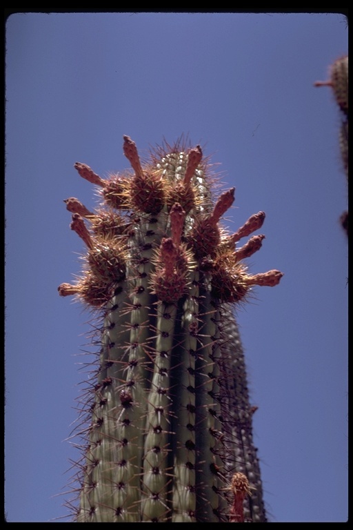 Image of Organ Pipe Cactus