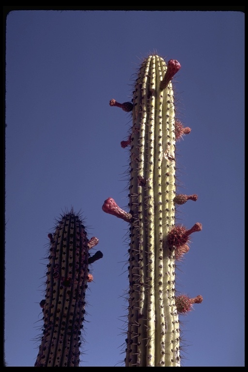 Image of Organ Pipe Cactus