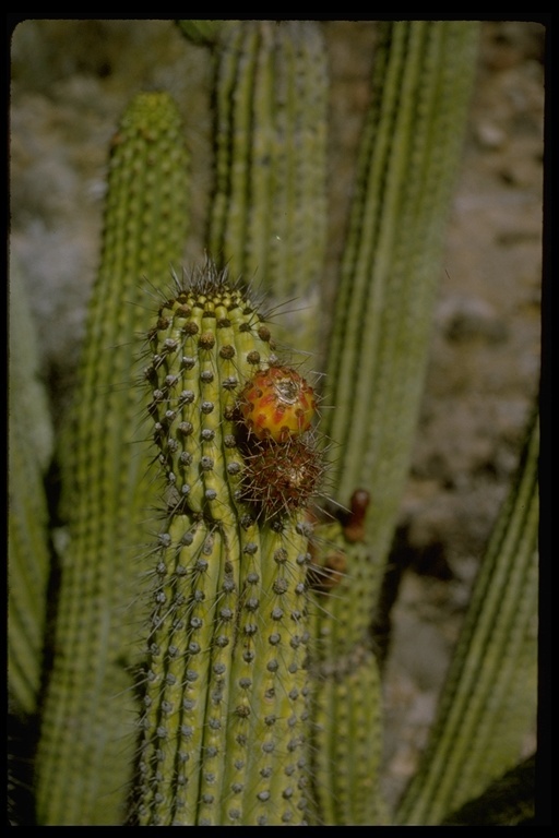 Image of Organ Pipe Cactus