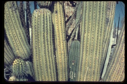 Image of Organ Pipe Cactus