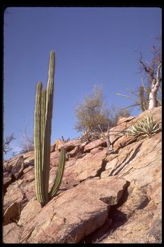 Image of Organ Pipe Cactus