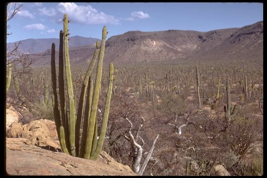 Image of Organ Pipe Cactus