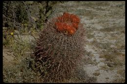 Image de Ferocactus wislizeni (Engelm.) Britton & Rose