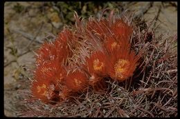 Image de Ferocactus wislizeni (Engelm.) Britton & Rose