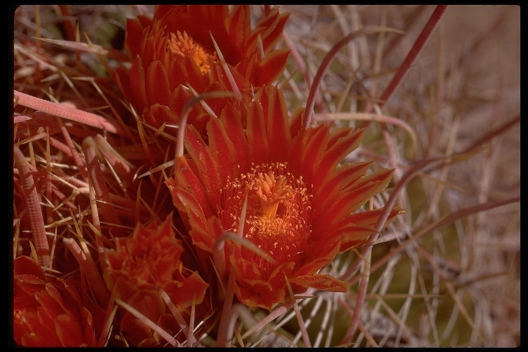 Image de Ferocactus wislizeni (Engelm.) Britton & Rose