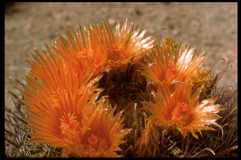 Image de Ferocactus wislizeni (Engelm.) Britton & Rose