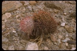 Image de Ferocactus wislizeni (Engelm.) Britton & Rose