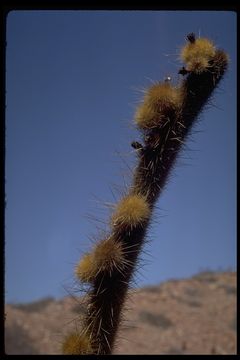 Image of Golden-spine Cereus