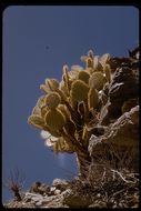 Image of Dollar-joint Prickly-pear