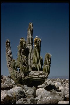 Image of Pachycereus pringlei (S. Watson) Britton & Rose