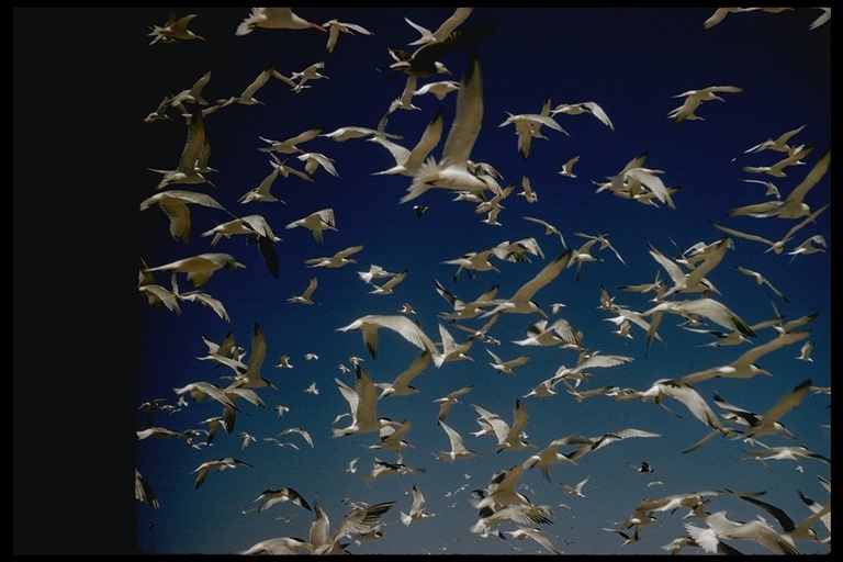 Image of Elegant Tern