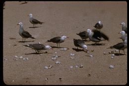 Larus heermanni Cassin 1852 resmi