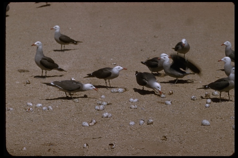 Larus heermanni Cassin 1852 resmi