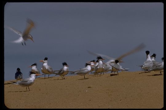 Image of Elegant Tern