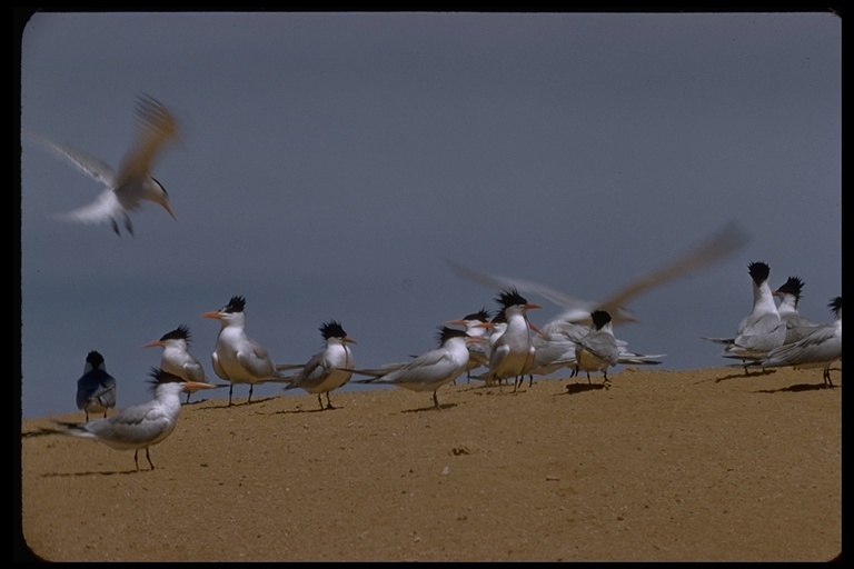 Image of Elegant Tern