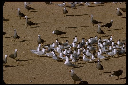 Image of Royal Tern